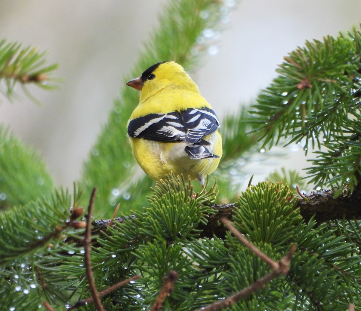 American Goldfinch - Steven C