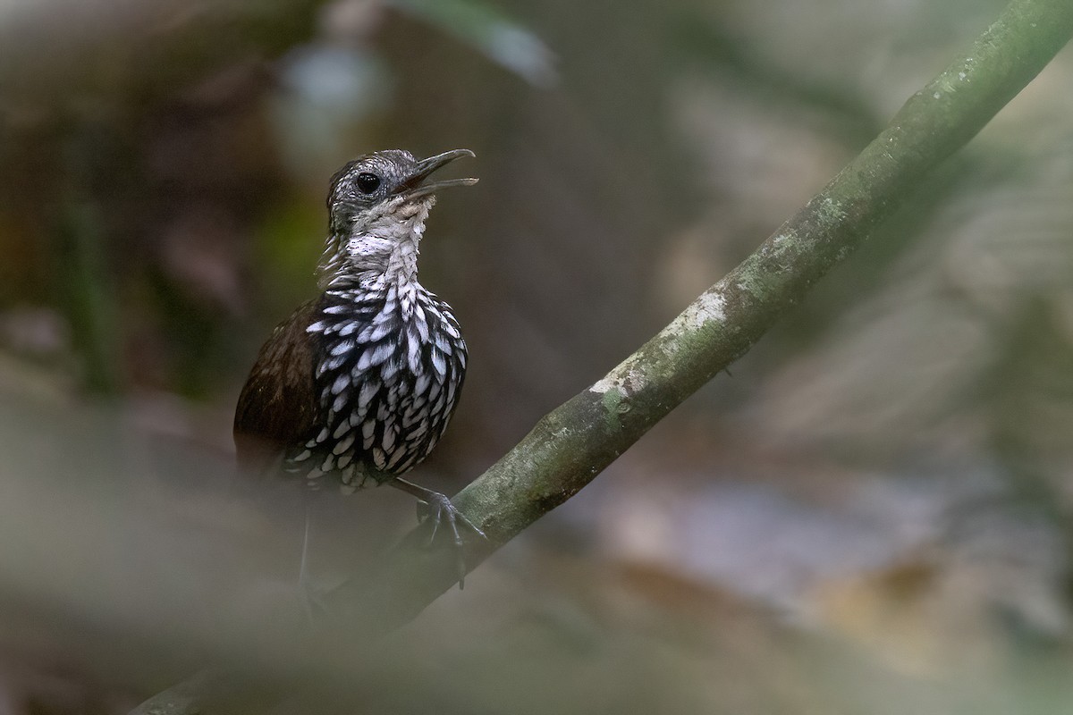 Bornean Wren-Babbler - Chris Venetz | Ornis Birding Expeditions
