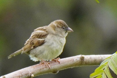 House Sparrow - ML565559351