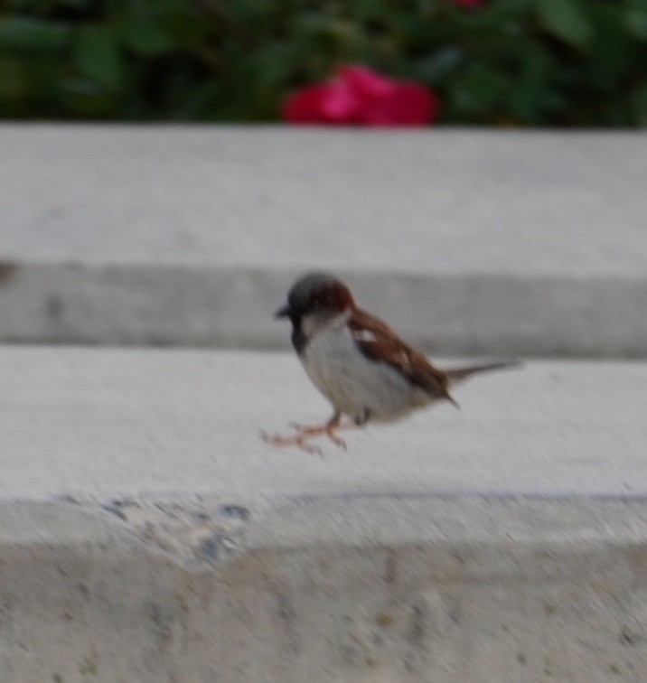 House Sparrow - ML565559771