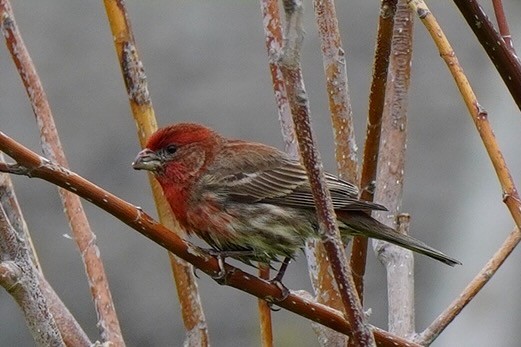 House Finch - ML565560011