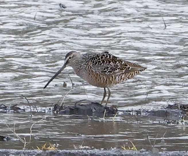 Long-billed Dowitcher - Willie D'Anna