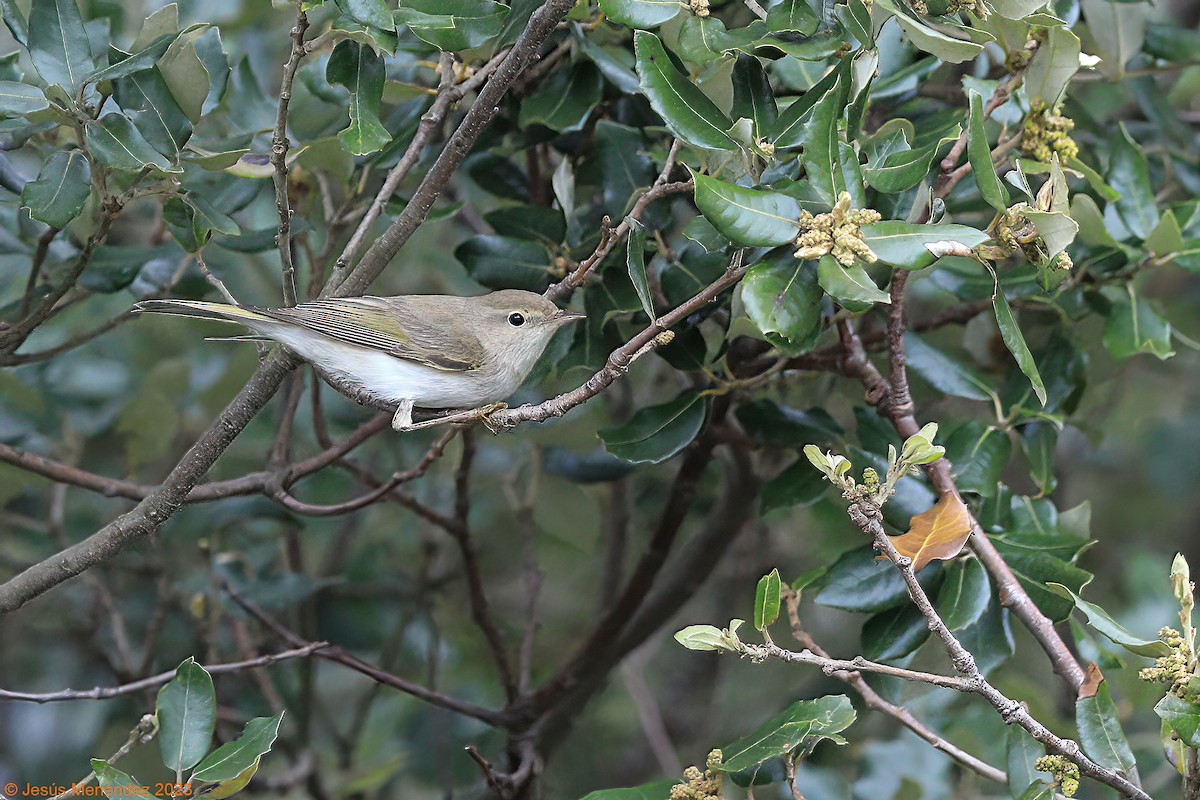 Western Bonelli's Warbler - ML565560641