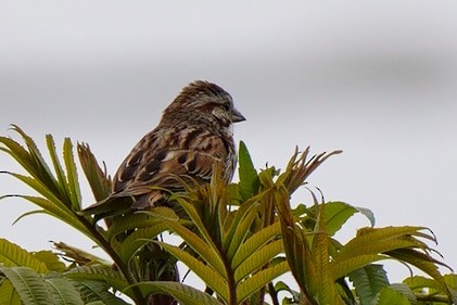 Song Sparrow - ML565561171