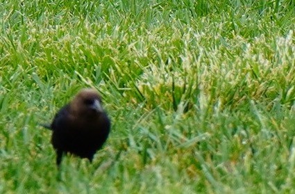 Brown-headed Cowbird - ML565561511