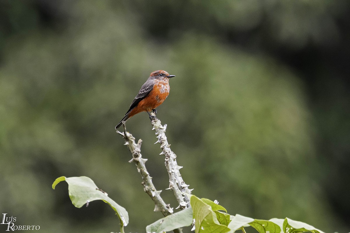 Vermilion Flycatcher - Luis Roberto da Silva