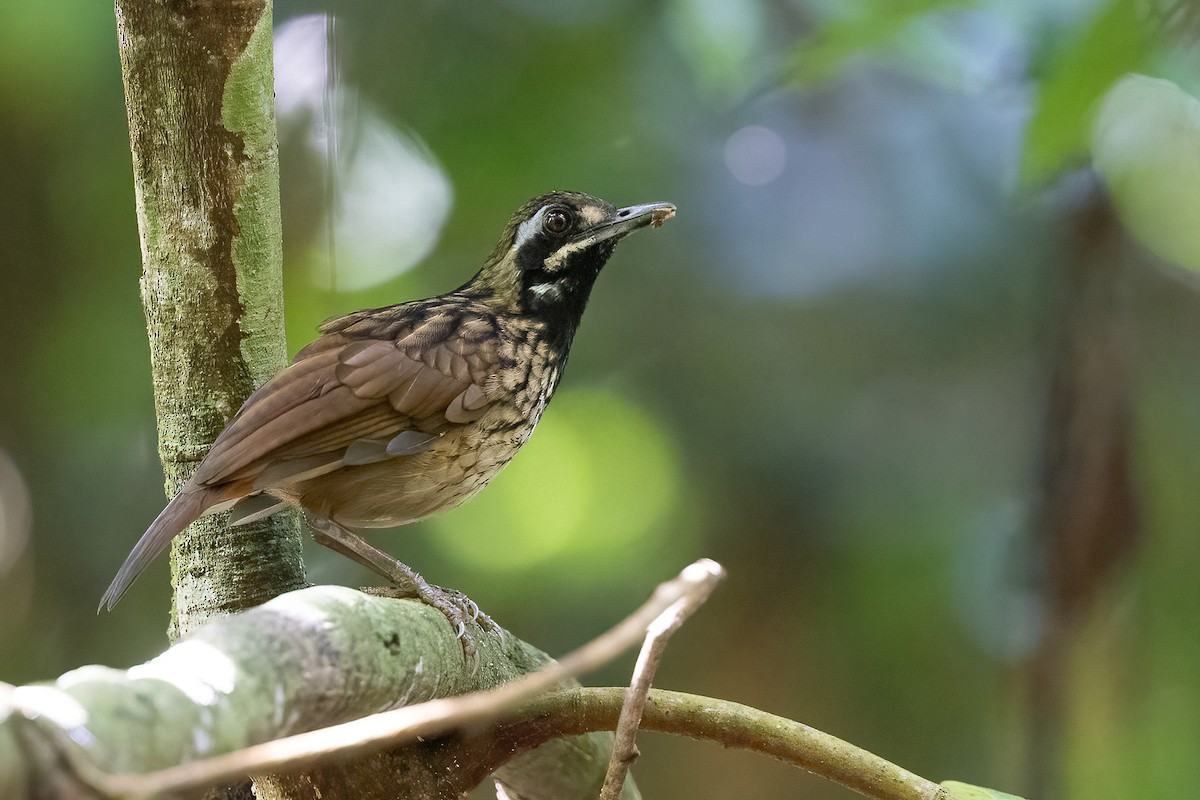 Black-throated Wren-Babbler - Chris Venetz | Ornis Birding Expeditions