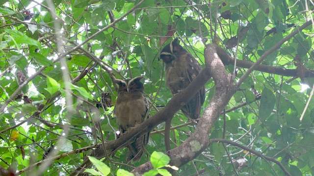 Crested Owl - ML565562241