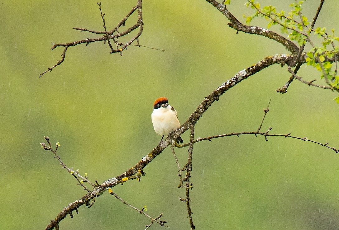 Woodchat Shrike - ML565563201