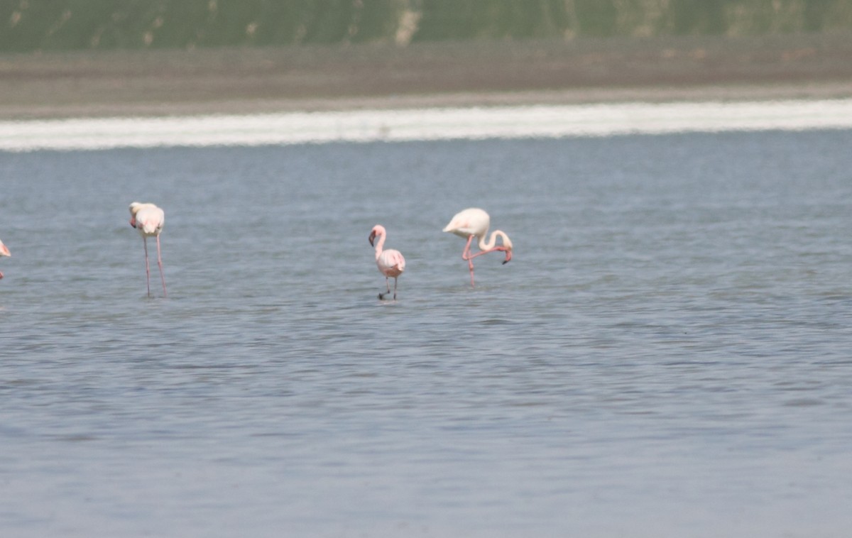 Lesser Flamingo - ML56556331