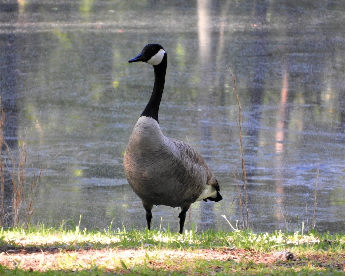 Canada Goose - ML565566451