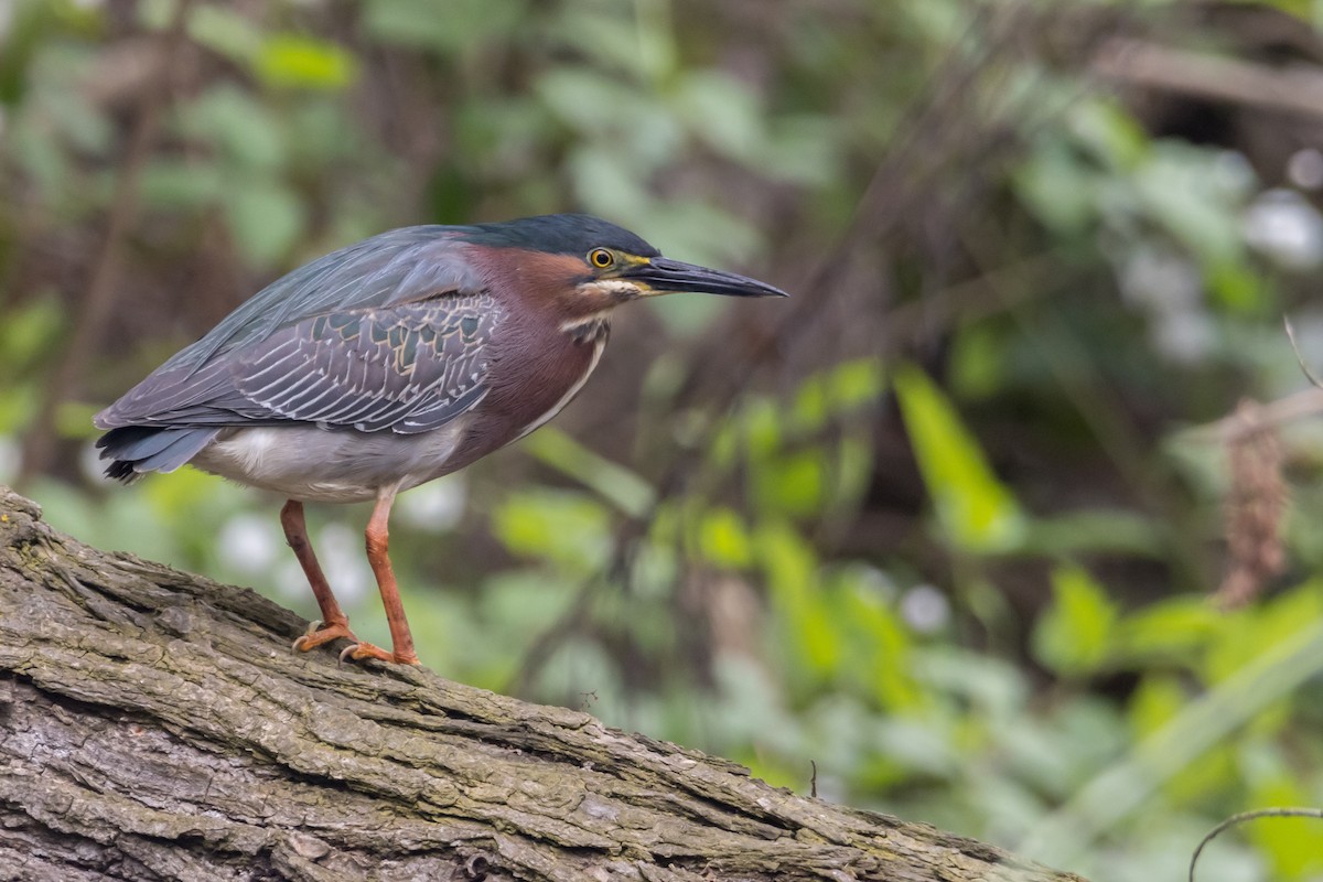 Green Heron - Braxton Landsman