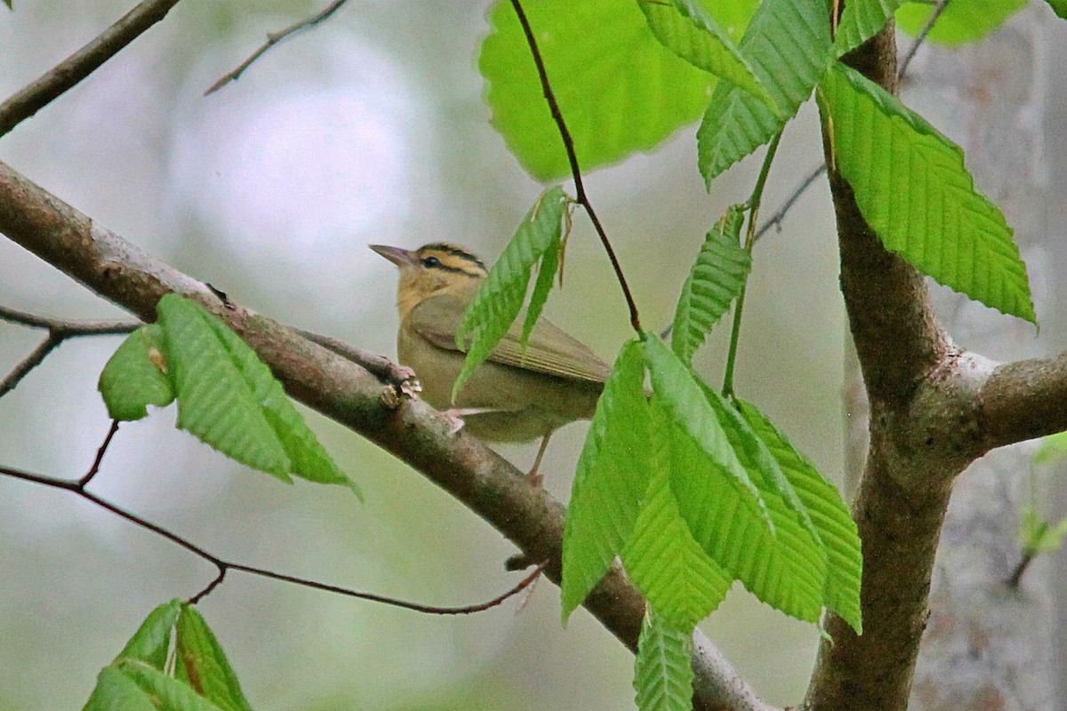 Worm-eating Warbler - Anonymous