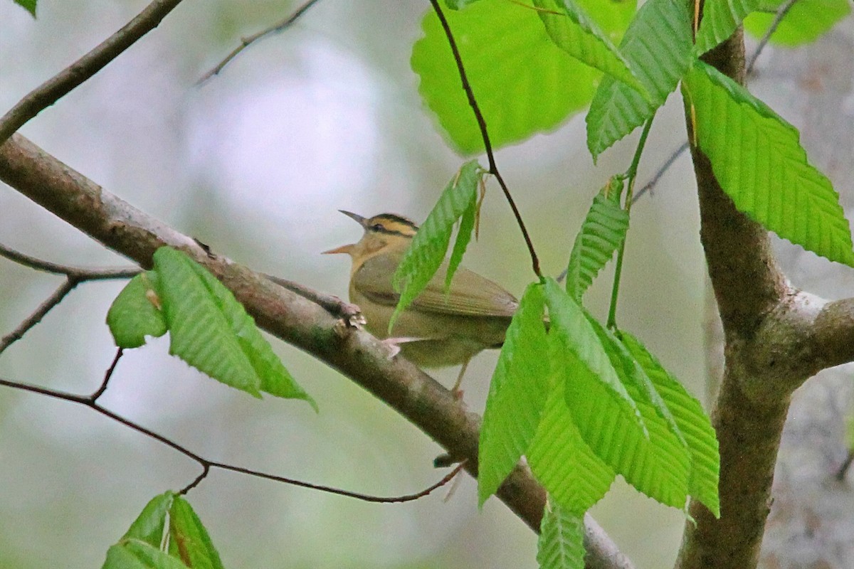 Worm-eating Warbler - Anonymous