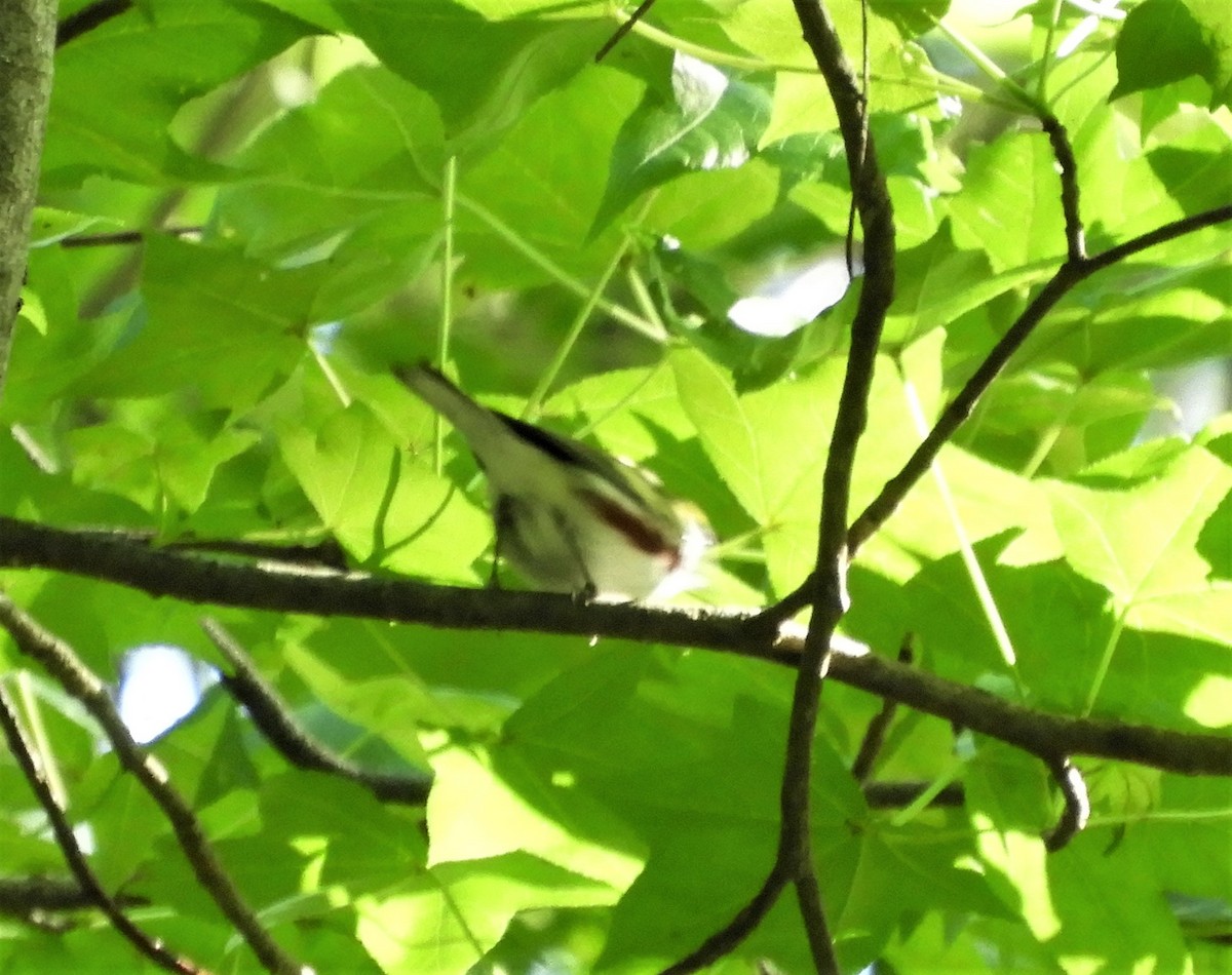 Chestnut-sided Warbler - ML565568201
