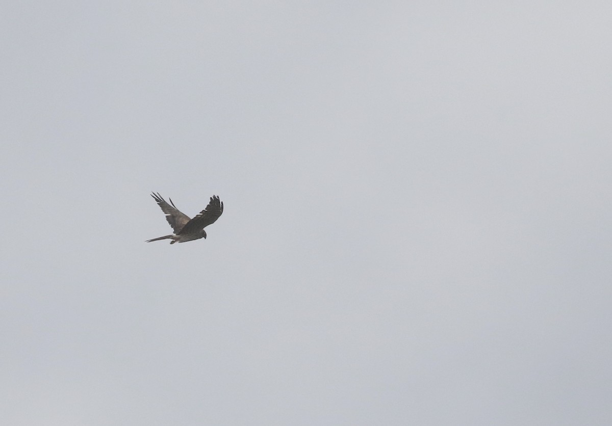 Montagu's Harrier - Will Scott