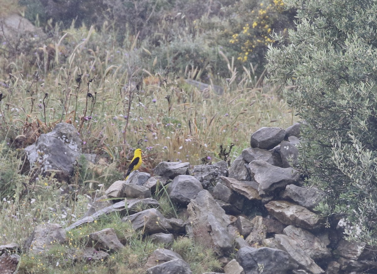 Eurasian Golden Oriole - ML565569281