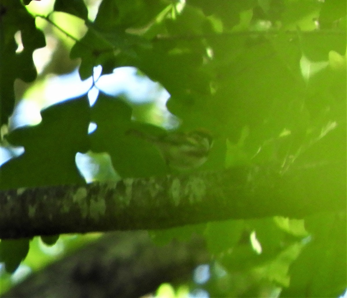 Chestnut-sided Warbler - ML565569311