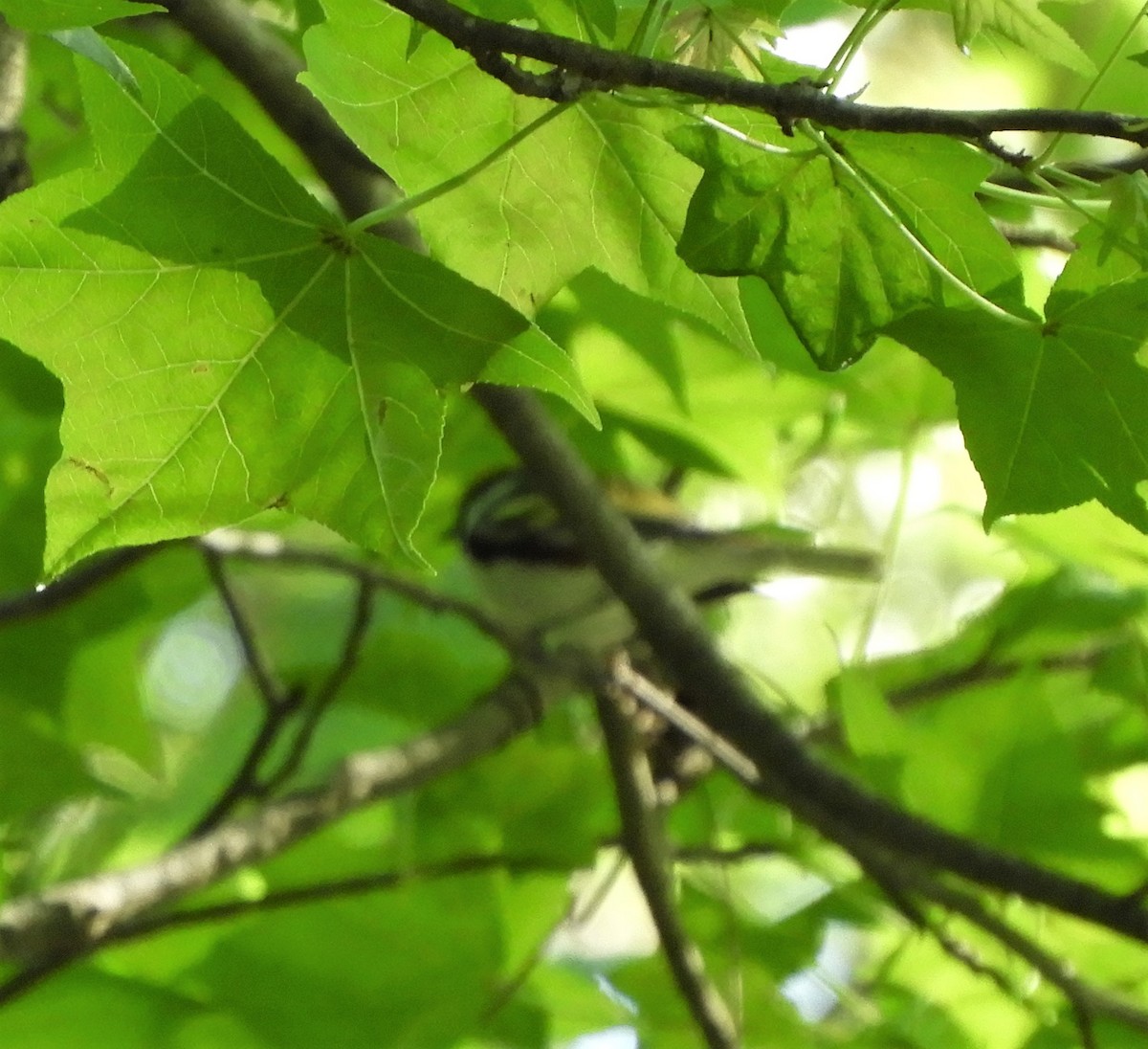 Chestnut-sided Warbler - ML565569391