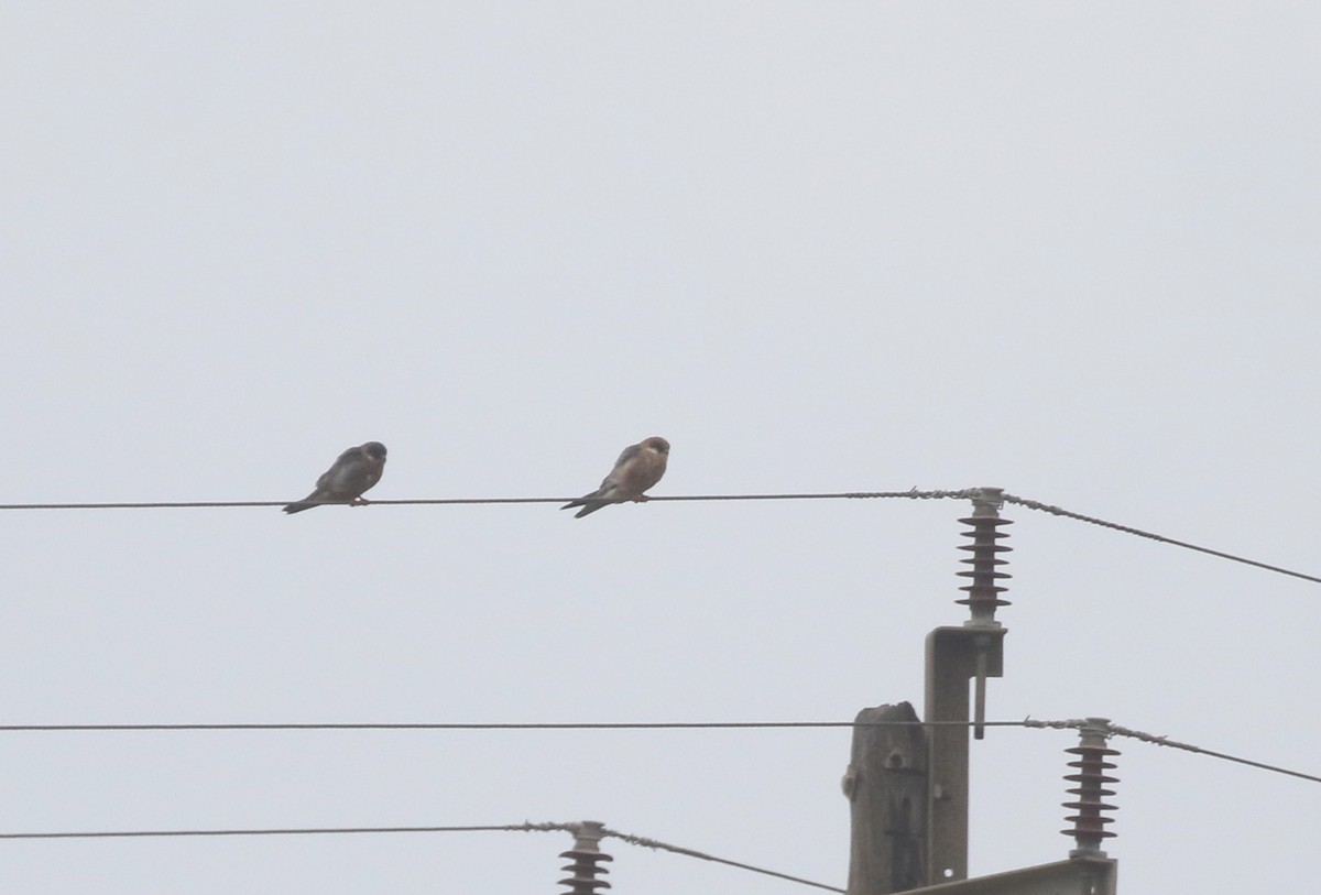 Red-footed Falcon - ML565569641