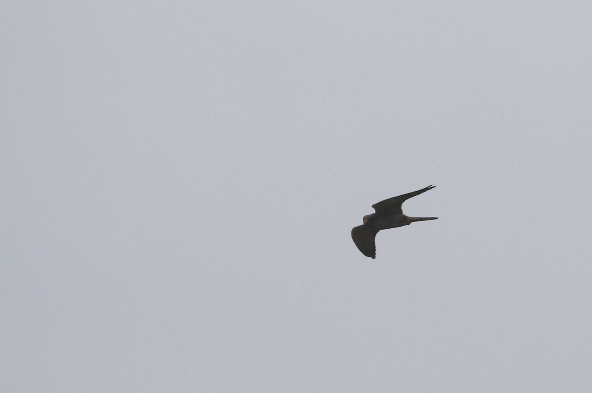 Red-footed Falcon - Will Scott