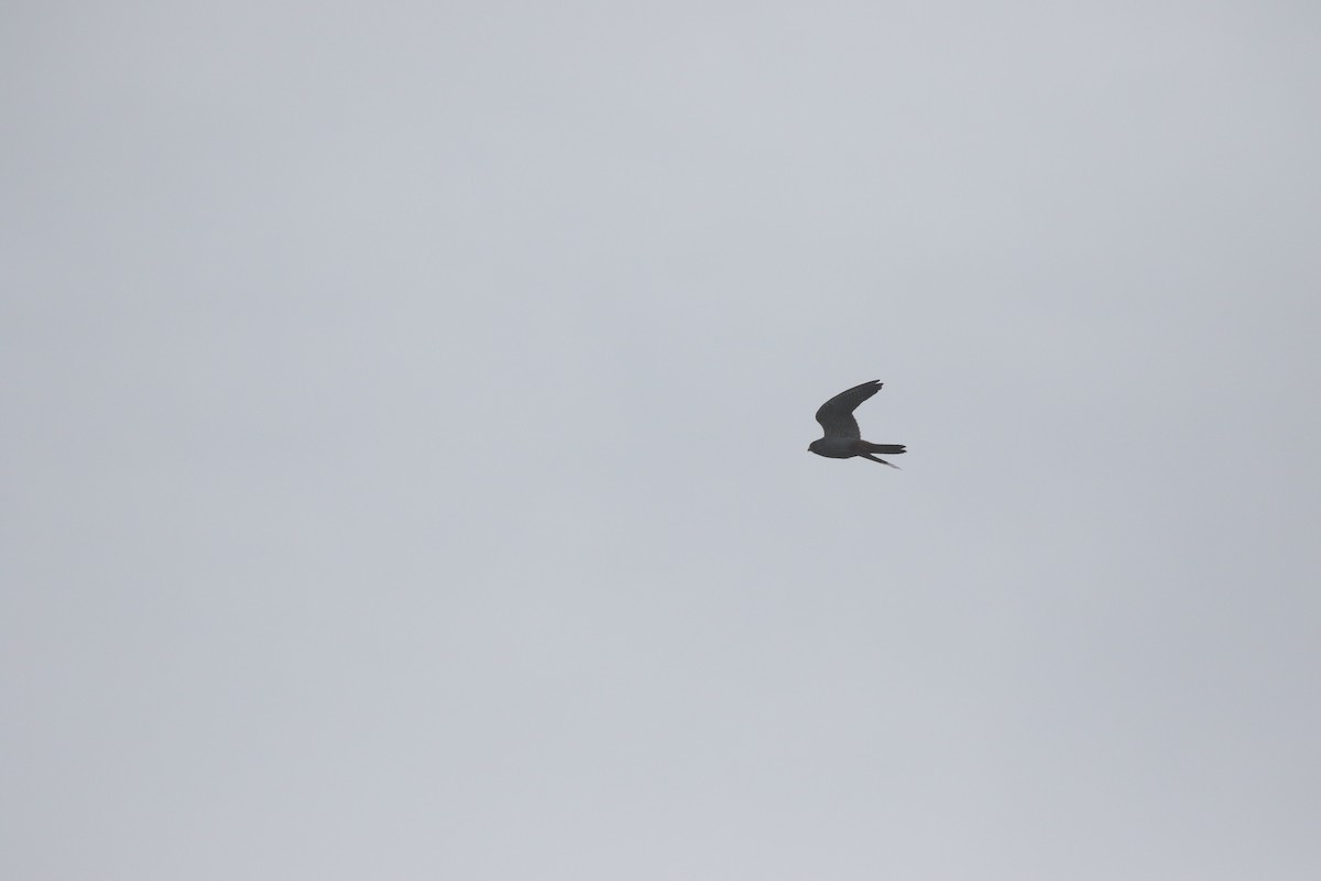 Red-footed Falcon - Will Scott