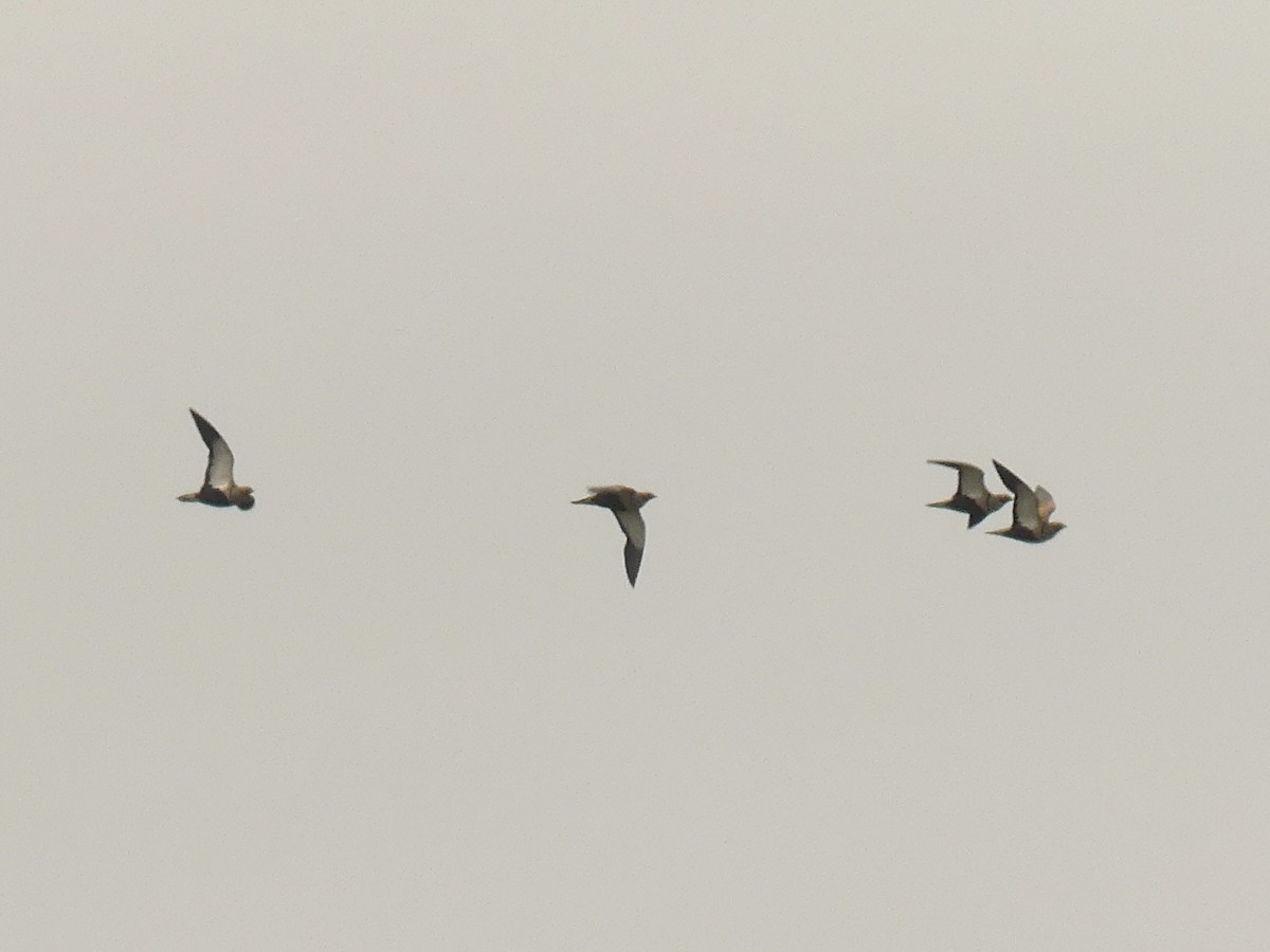 Black-bellied Sandgrouse - JLuis Ramos