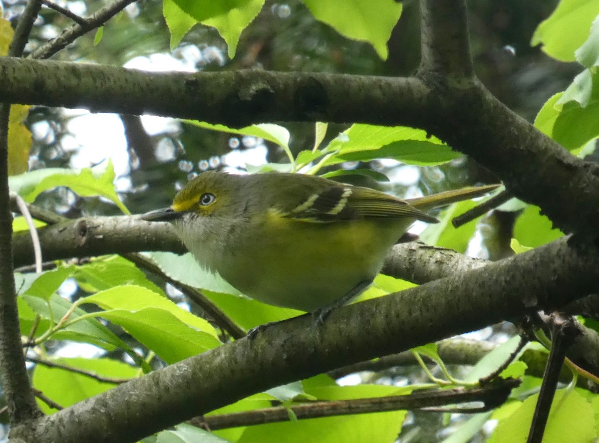 White-eyed Vireo - Michael Waldron