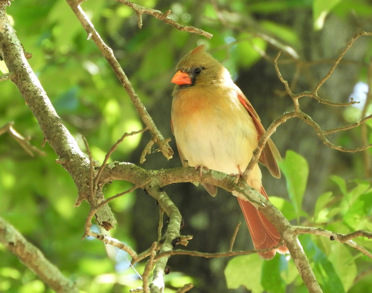 Northern Cardinal - ML565570081