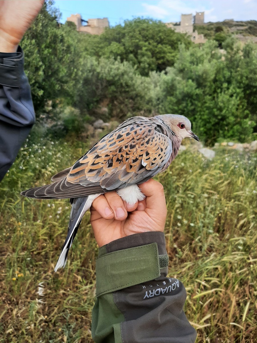 European Turtle-Dove - ML565571421