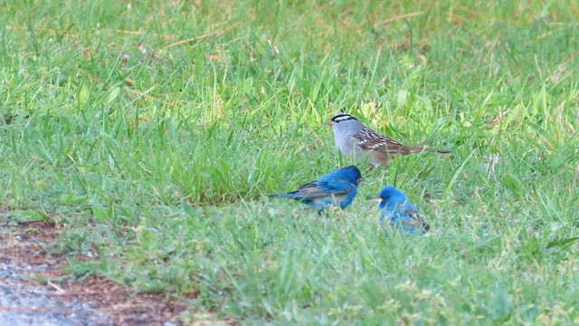 White-crowned Sparrow - ML565571581