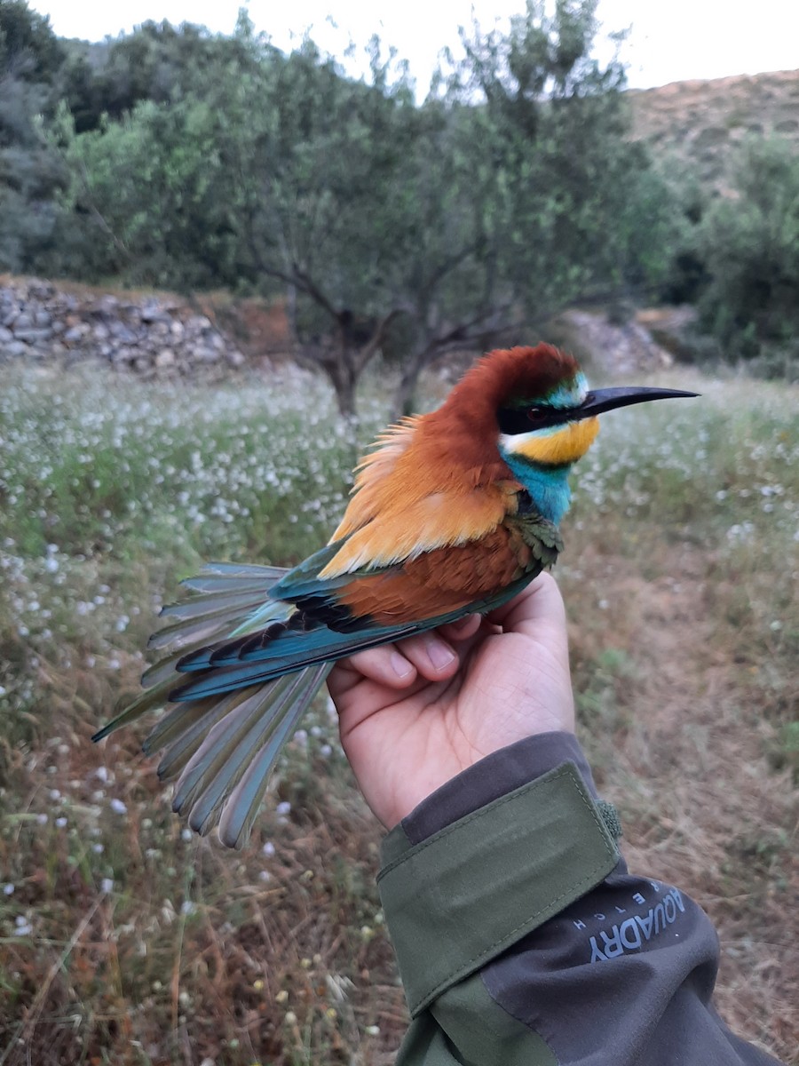 European Bee-eater - ML565571621