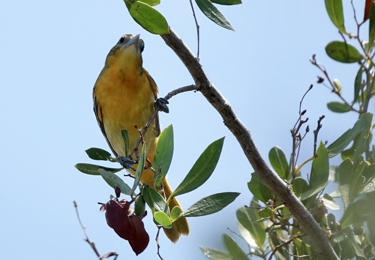 Baltimore Oriole - ML565572101