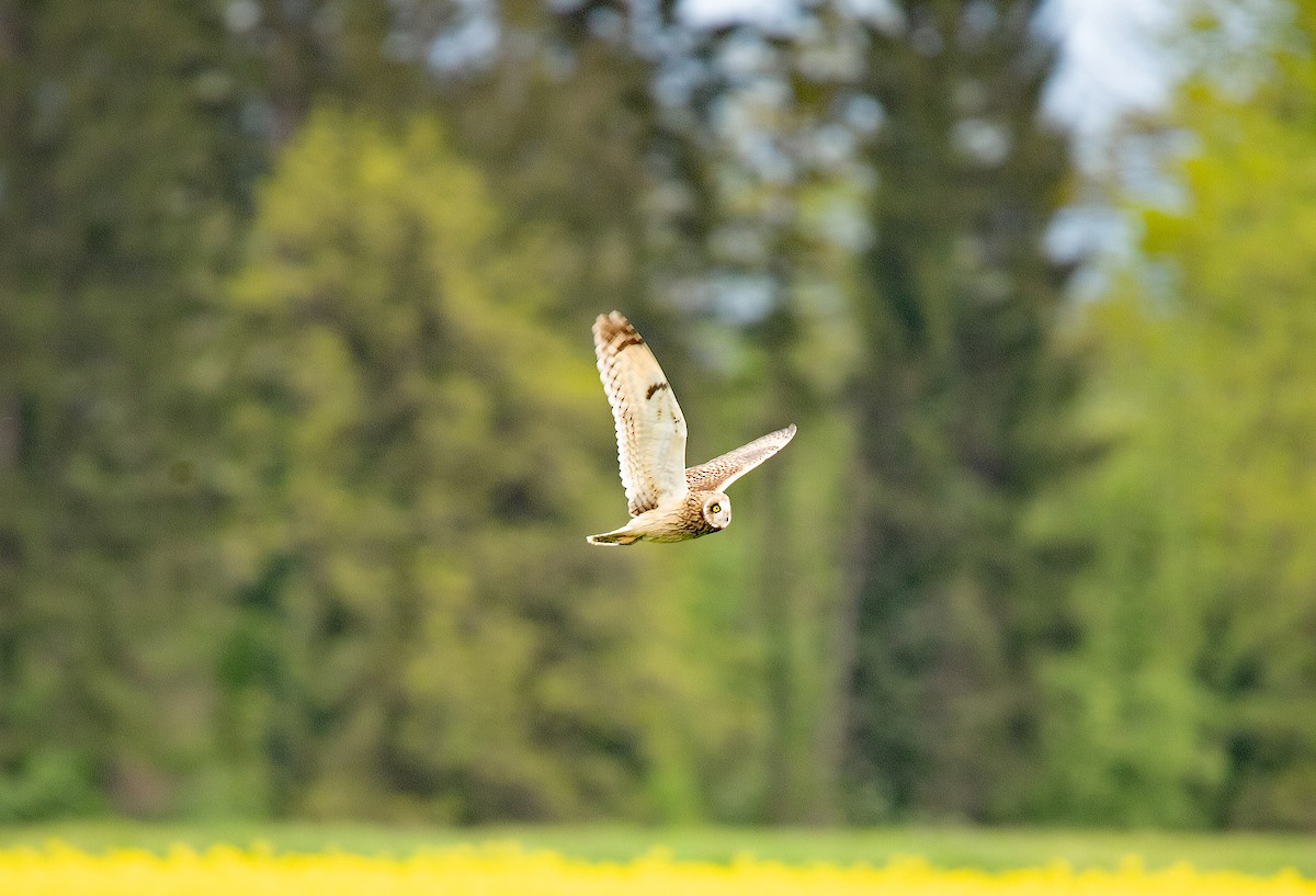 Short-eared Owl - ML565572551