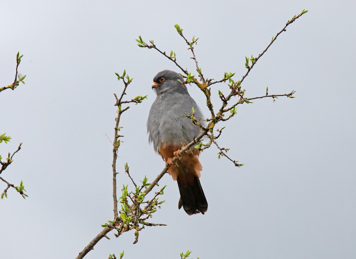 Red-footed Falcon - ML565572921