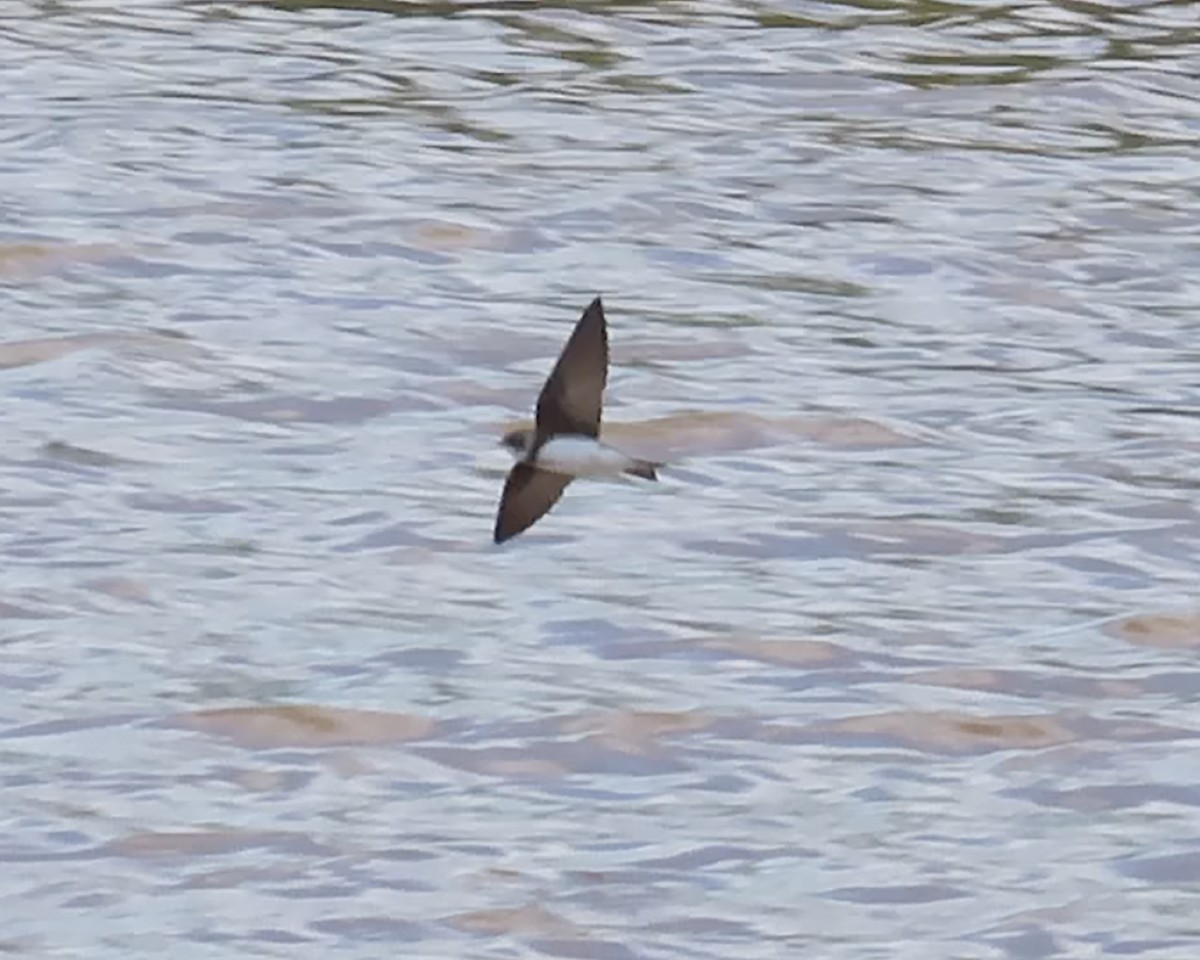 Bank Swallow - ML565573711