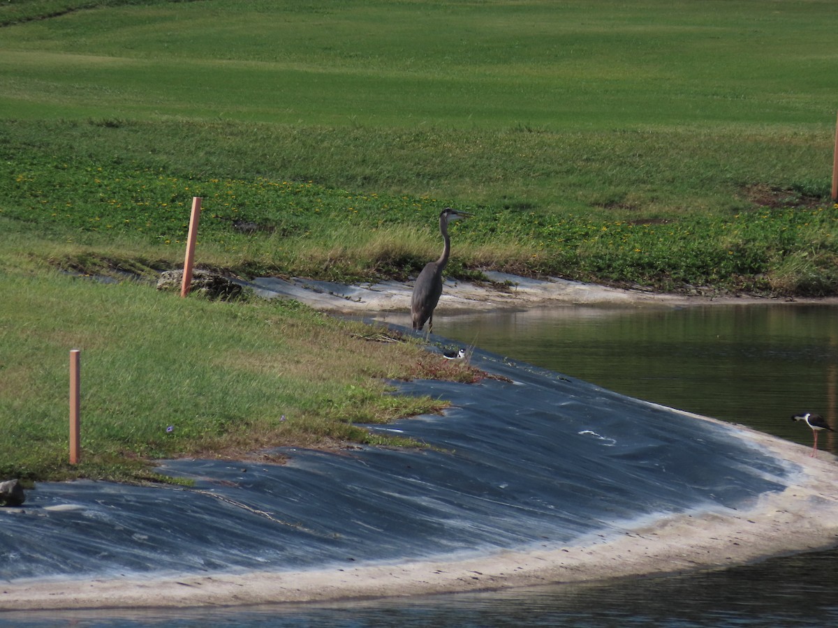 Great Blue Heron - ML565573751