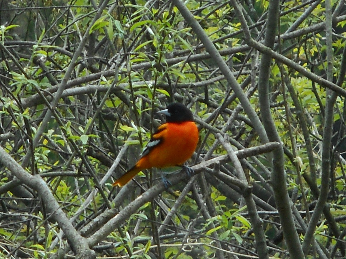 Baltimore Oriole - ML56557421