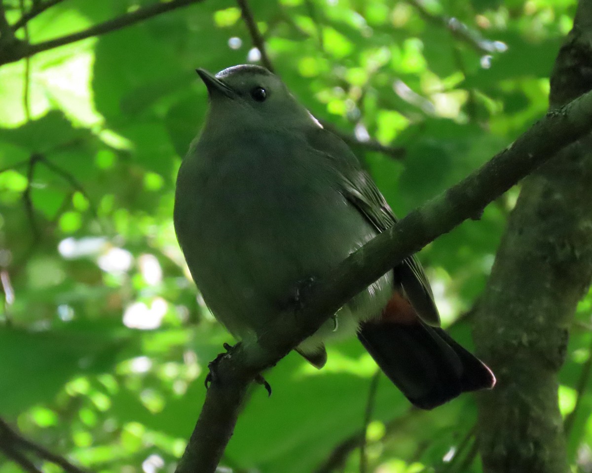 Gray Catbird - Karen Hogan