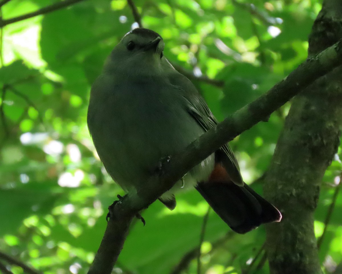 Gray Catbird - ML565574391