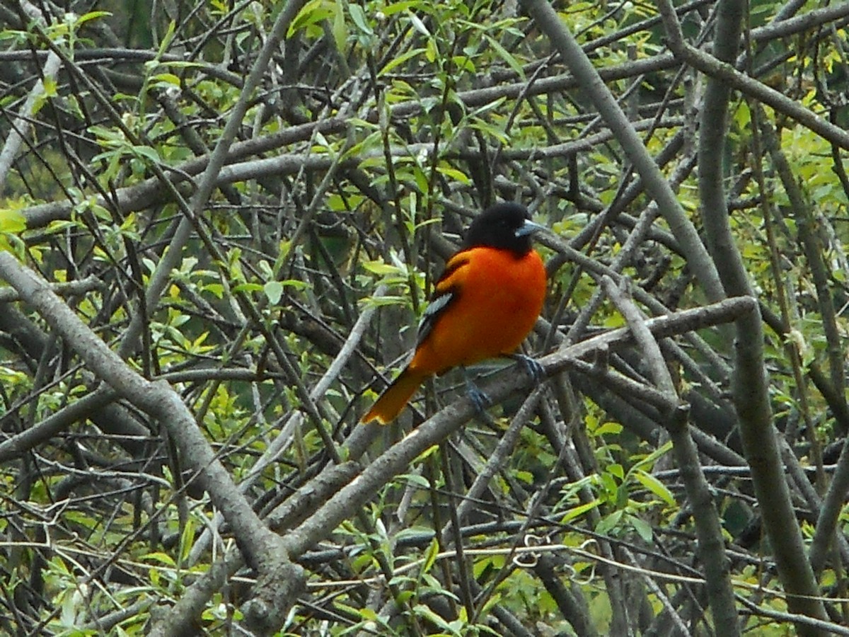 Baltimore Oriole - ML56557441