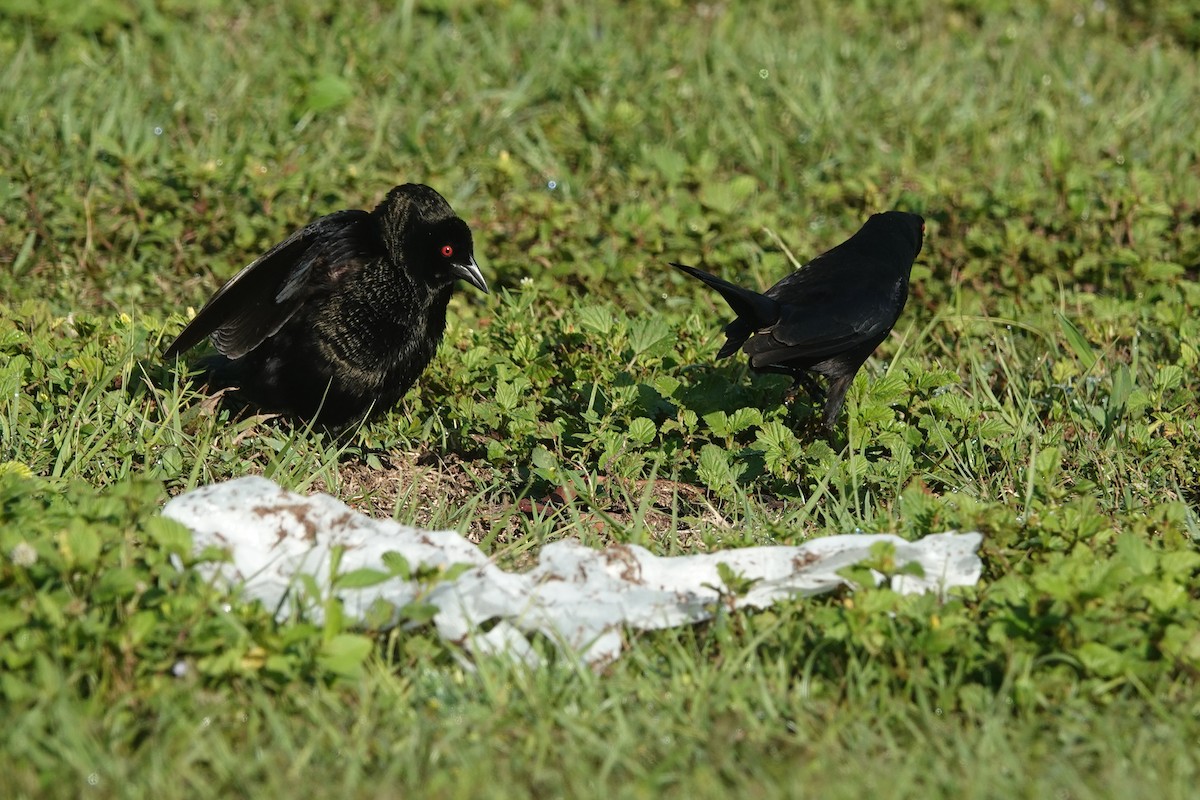 Bronzed Cowbird - ML565574961