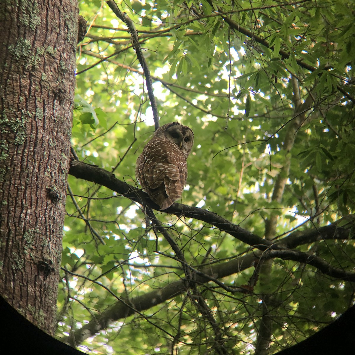 Barred Owl - ML565575231