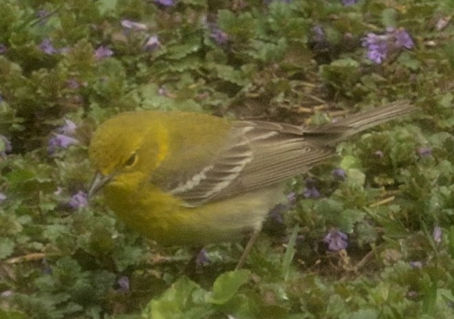 Pine Warbler - Mark Nenadov