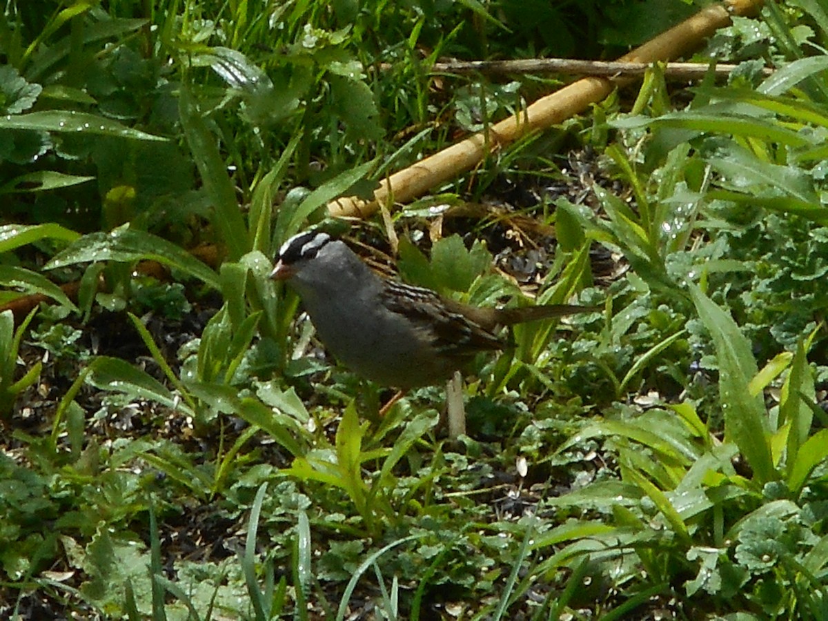 White-crowned Sparrow - ML56557601