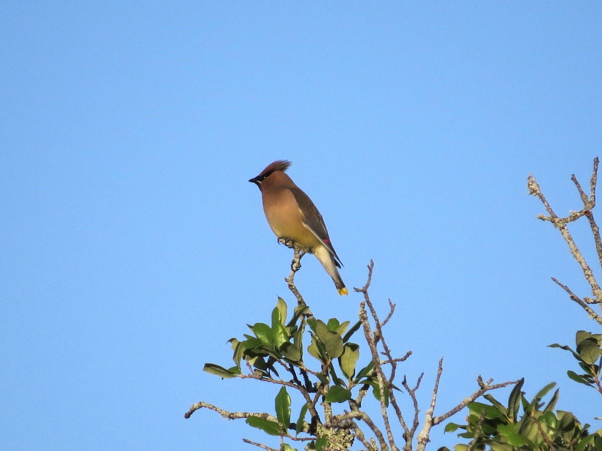 Cedar Waxwing - ML565576051