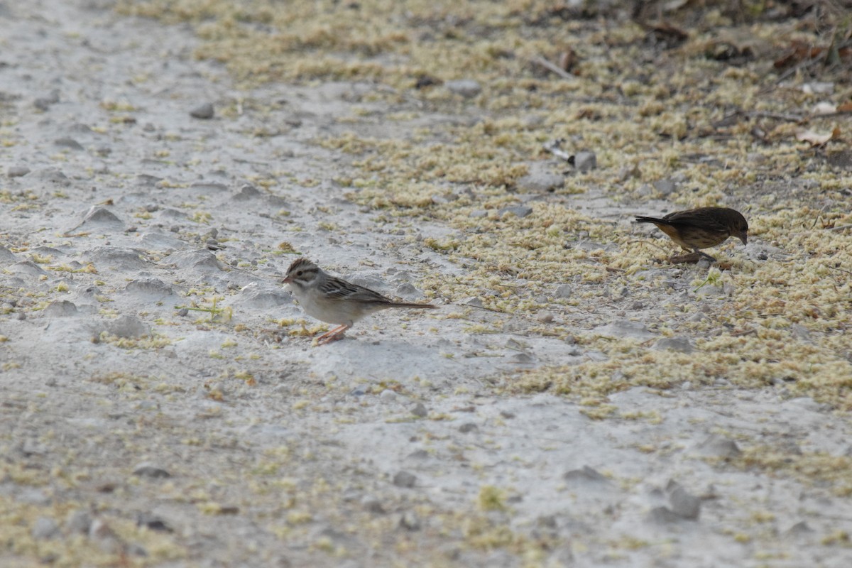 Clay-colored Sparrow - ML565577691
