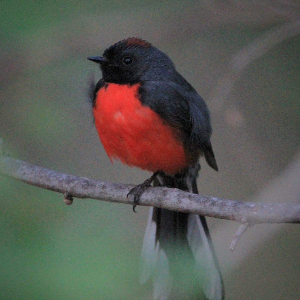 Slate-throated Redstart - ML565577861