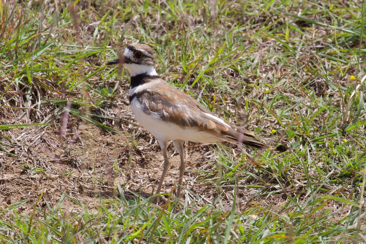 Killdeer - ML565578011