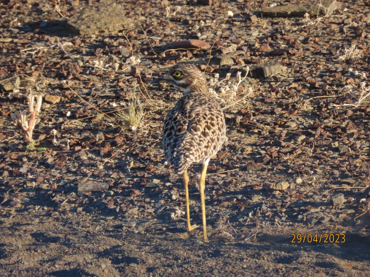 Spotted Thick-knee - ML565578261